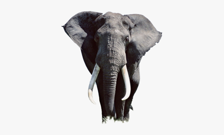 Thumb Image - High Resolution Elephant