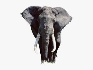 Thumb Image - High Resolution Elephant