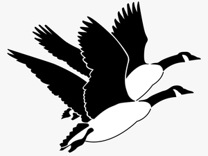 Transparent Bird Flying Png - Canadian Geese Clipart