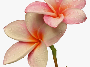 Png Freetoedit Flower Flowers Soft Raindrops Rain
