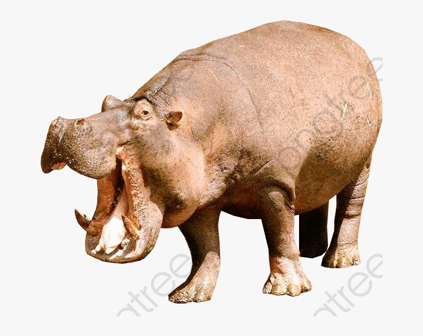 Animal Hippopotamus