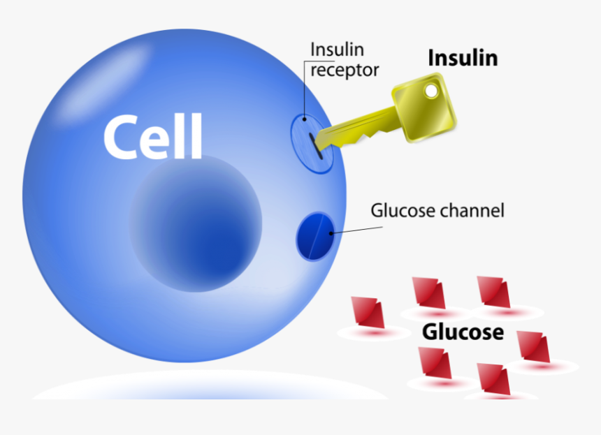 The Relationship Between Insulin