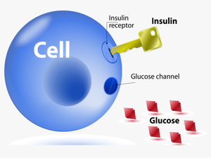 The Relationship Between Insulin Resistance And Lipids - Insulin Glucose Cell Key