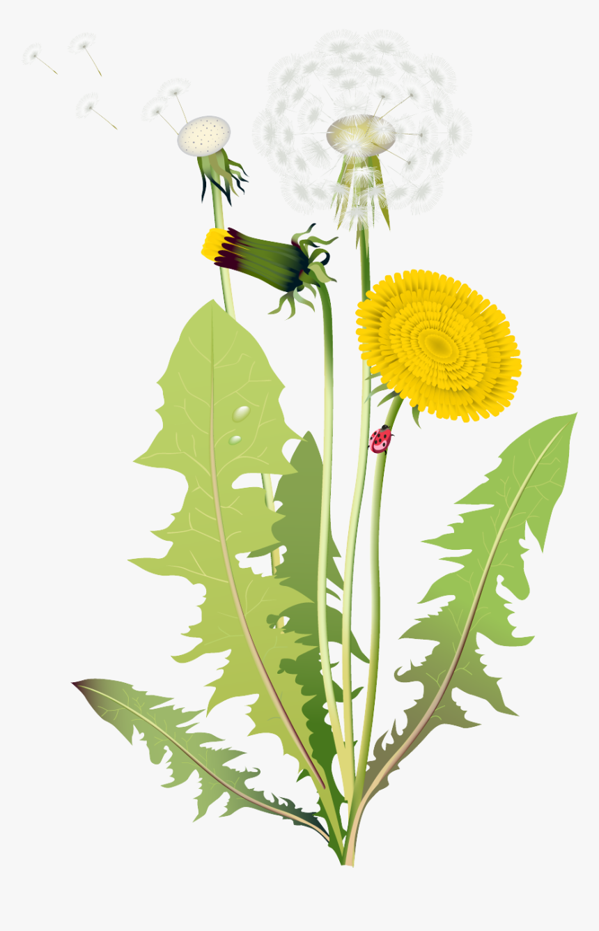 Dandelion Clipart - Four Kinds Of Flowers
