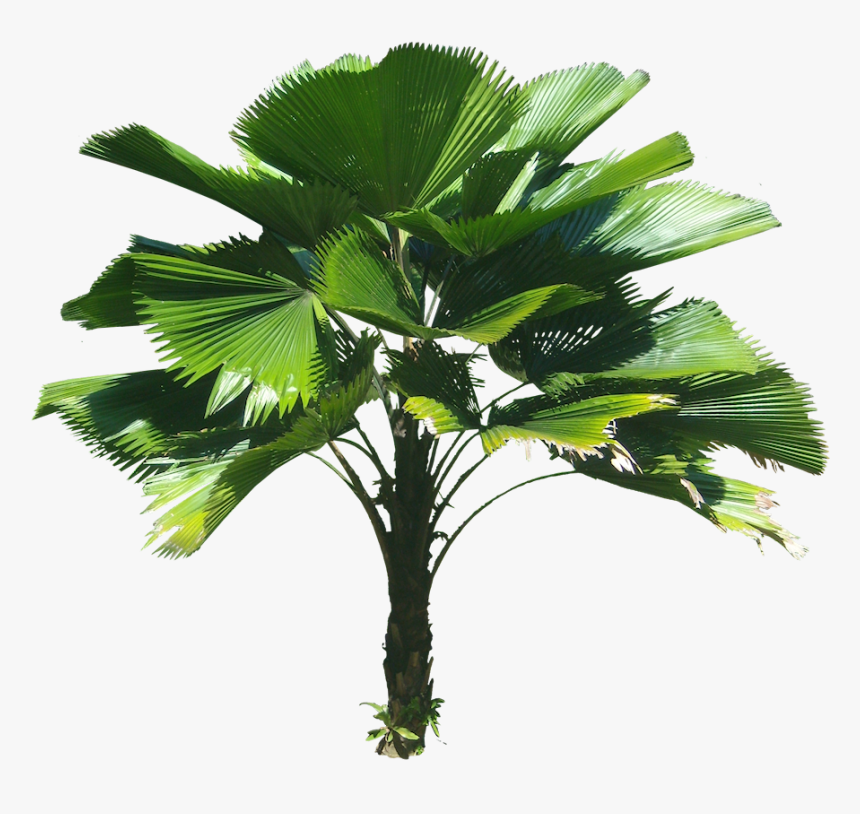 3d Coconut Tree Png - Licuala Gr