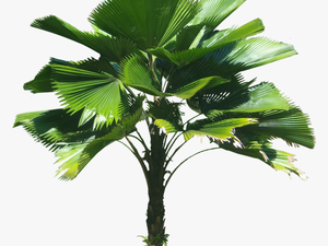 3d Coconut Tree Png - Licuala Grandis Png