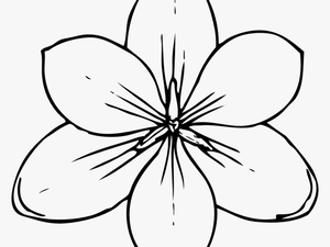 Crocus Flower Top View - Flower Top View Drawing