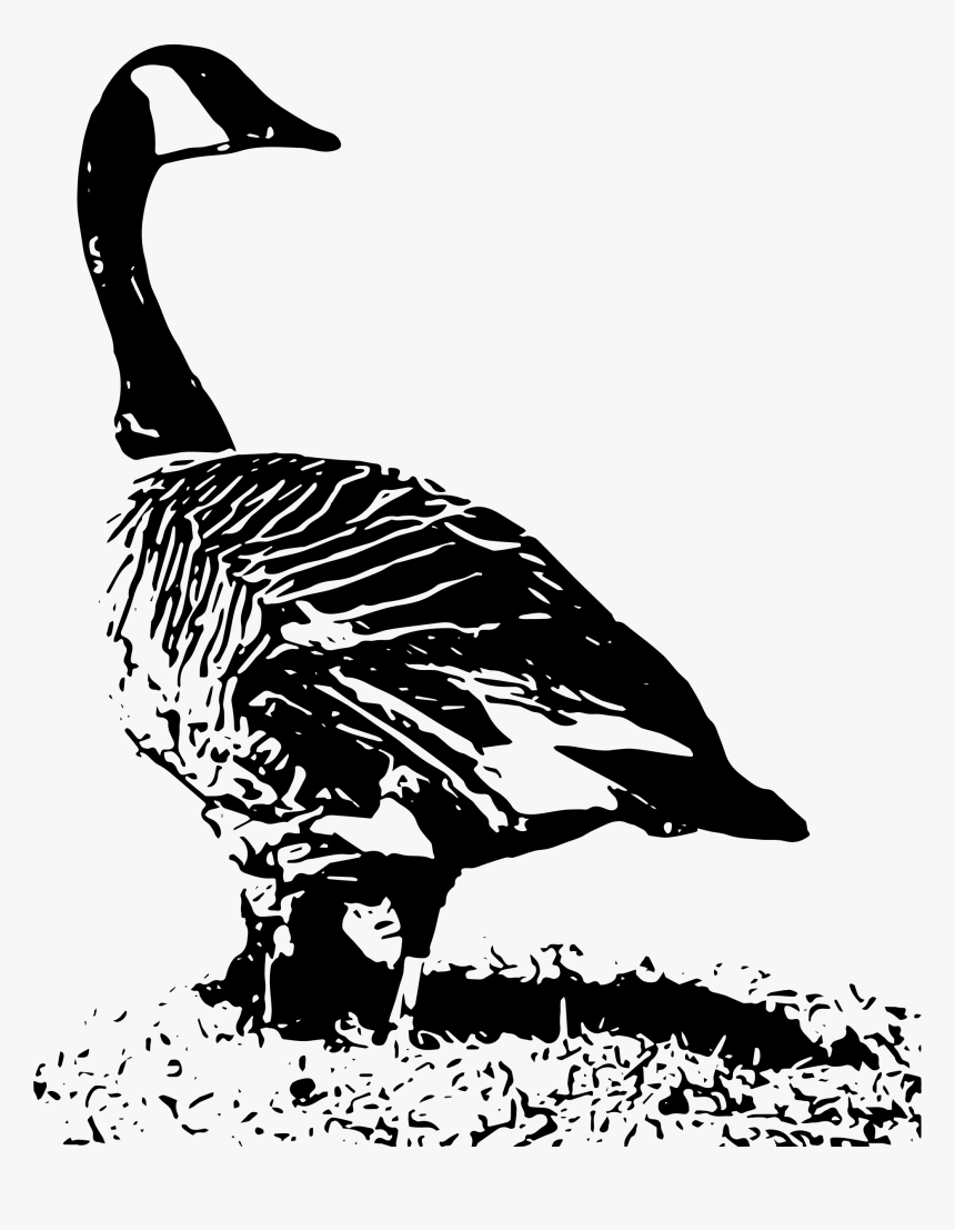 Transparent Flock Of Geese Clipart - Black And White Canada Goose Nest