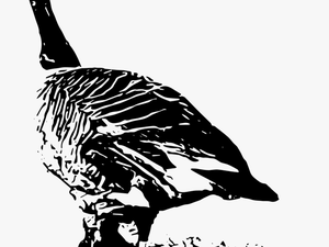Transparent Flock Of Geese Clipart - Black And White Canada Goose Nest