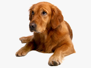 Are Proud To Have Three Amazing Groomers Who Work Monday- - Shar Pei Golden Retriever Mix