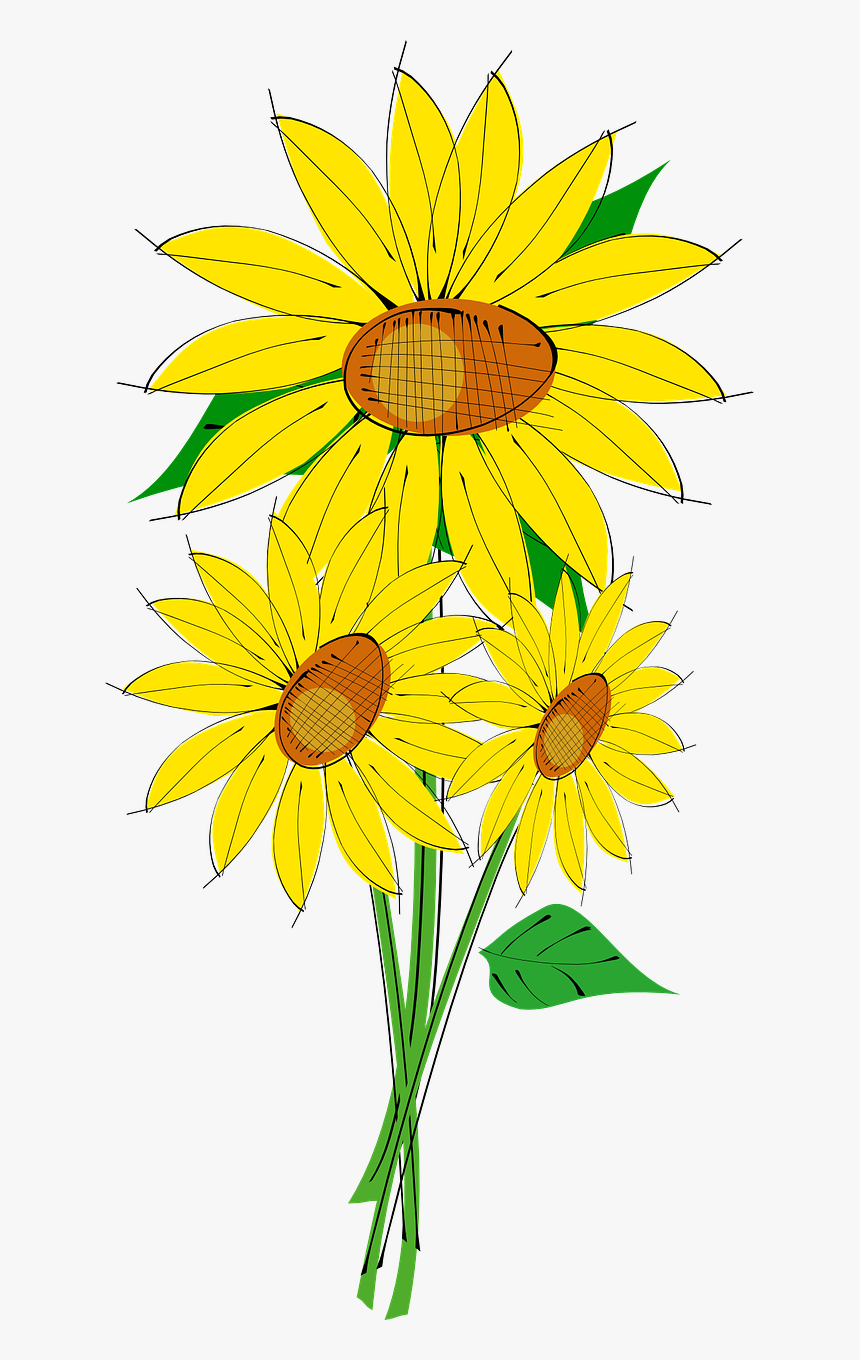 Sun Flower Plant Free Picture - Bouquet Of Sunflower Clipart