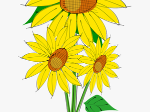 Sun Flower Plant Free Picture - Bouquet Of Sunflower Clipart