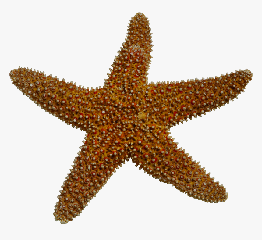 Realistic Clipart Starfish - Invertebrates Png