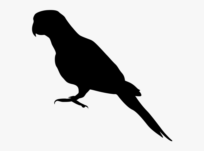 Parrot Bird Drawing Silhouette C