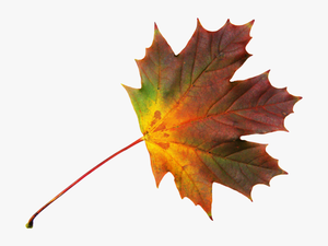 Png File Folhas Maple Png - Dried Leaf Png