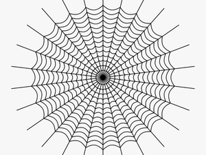 Drawing Web Spider Silk - Charlottes Web Spider Web