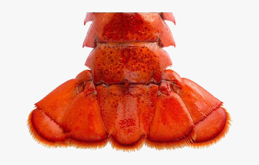 Lobster Tail Png
