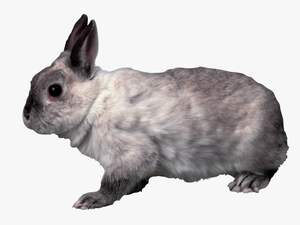 Rabbit Png Image - Grey Bunny Transparent Background