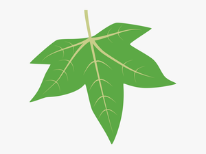 Transparent Grape Leaves Png - Sweetgum Tree Leaf Id