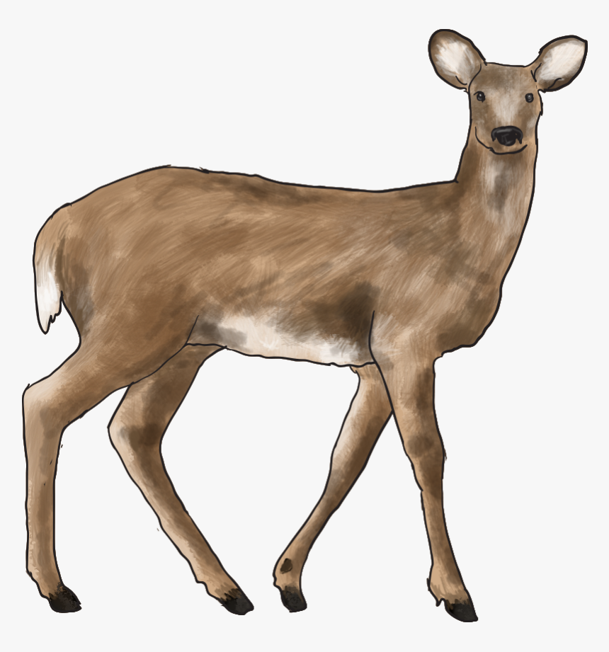 Forest Animal Png - Temperate Grassland Animal Png