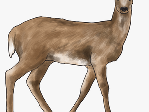 Forest Animal Png - Temperate Grassland Animal Png