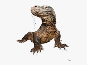 #lizards - Komodo Dragon