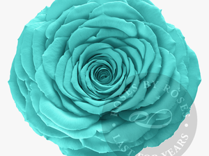 Preserved Turquoise Rose