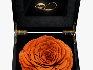Luxury Video Flower Box Magna With A Xl Preserved Orange - Rose