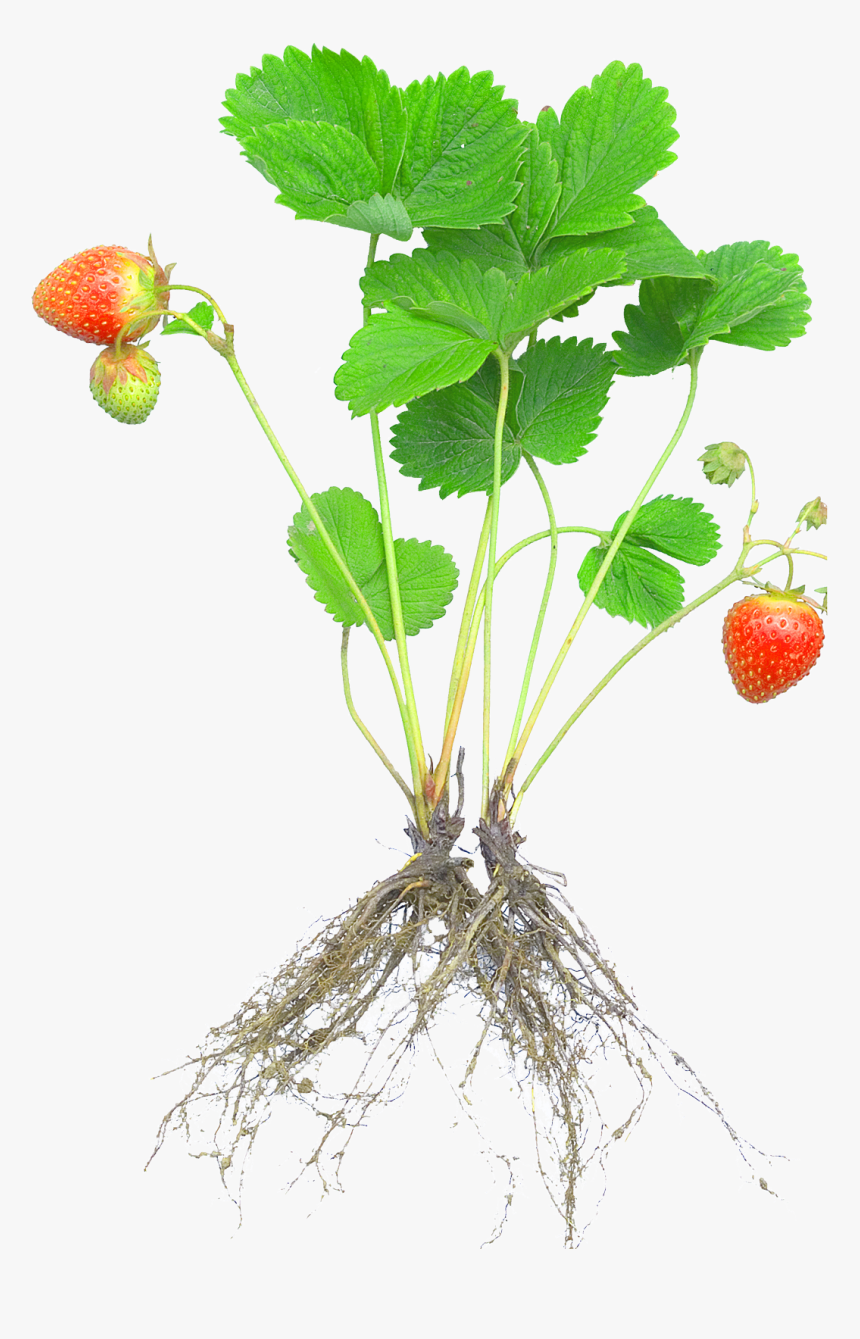 Strawberry Plants With Roots And Fruits 