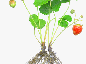 Strawberry Plants With Roots And Fruits 