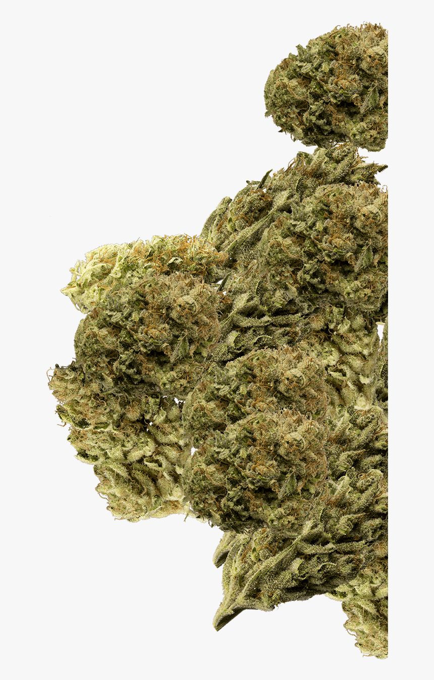 Buds Group - Marijuana Buds Png