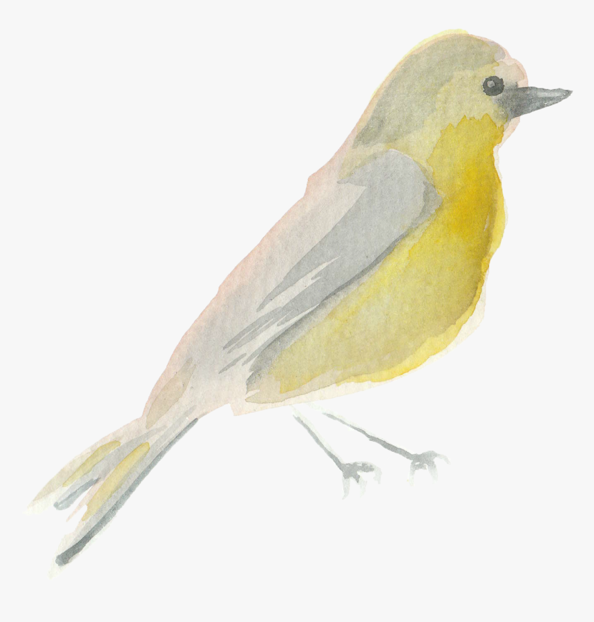 Water Color Bird Png - Scarlet Tanager