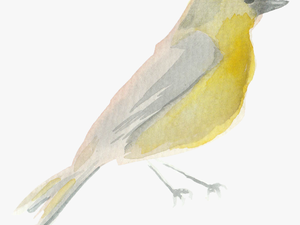Water Color Bird Png - Scarlet Tanager