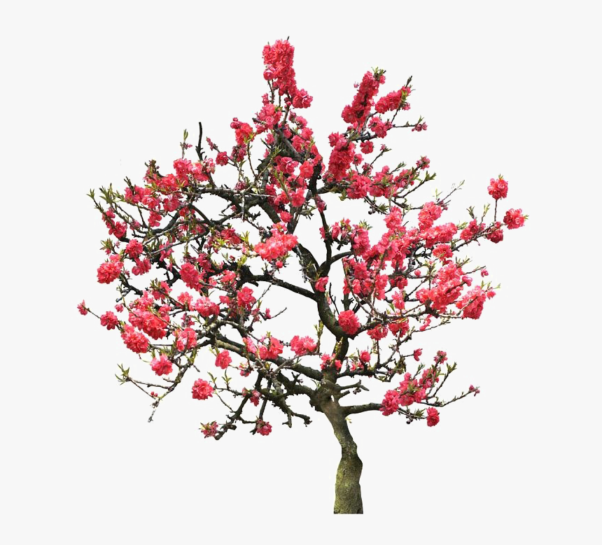 Japanese Flowering Cherry Png Image - University Of Maryland University College