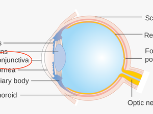 Parts Of Eye - Eye