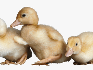 Baby Chick Vs Baby Duck