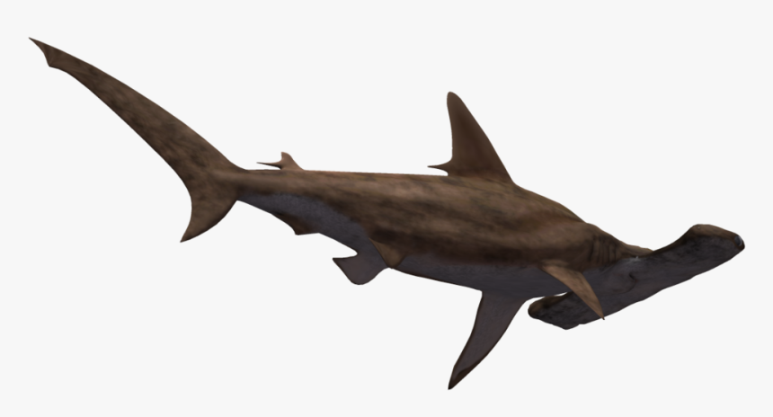 Hammerhead Shark Transparent - Hammerhead Shark White Background