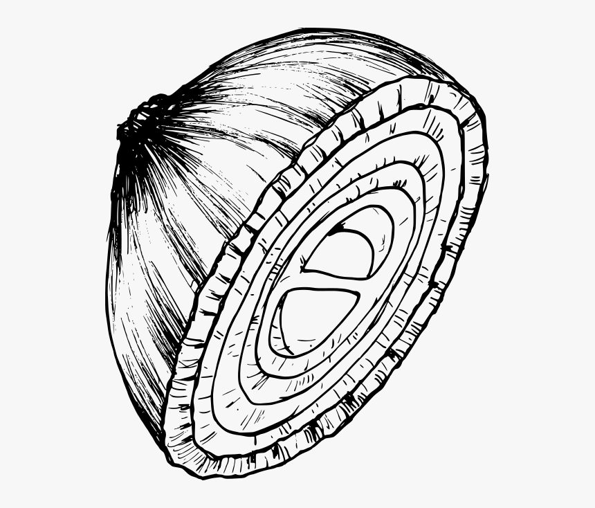 Onion Drawing 1 - Circle