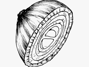 Onion Drawing 1 - Circle