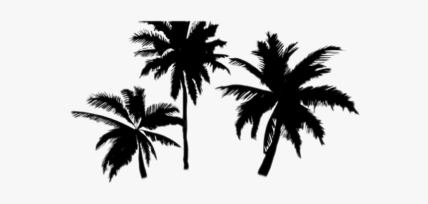 Palm Trees Transparent Background