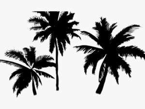 Palm Trees Transparent Background