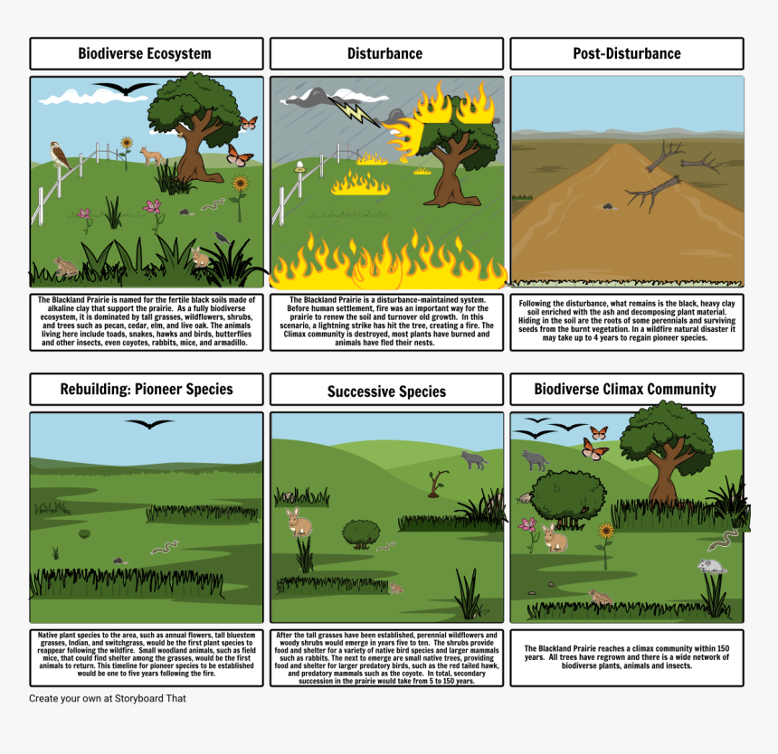 Secondary Succession After A Wildfire