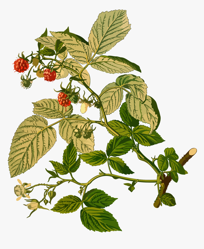 Clip Art Collection Of Free Raspberry - Parts Of Raspberry Plant