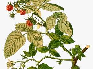 Clip Art Collection Of Free Raspberry - Parts Of Raspberry Plant