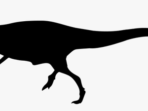Allosaurus Dinosaur Shape - Allosaurus Compared To Human