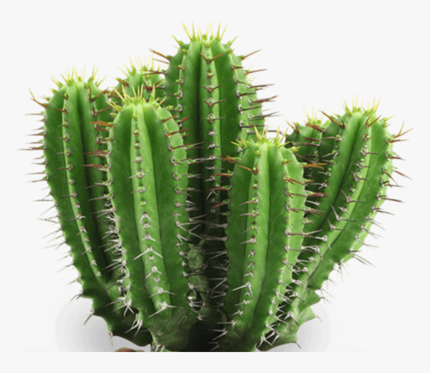 Cactus Png