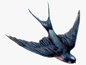 Swallow Png