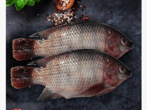 Tilapia - Fish Products