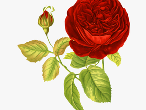 Transparent Rose Png - Vintage Flowers For Collage