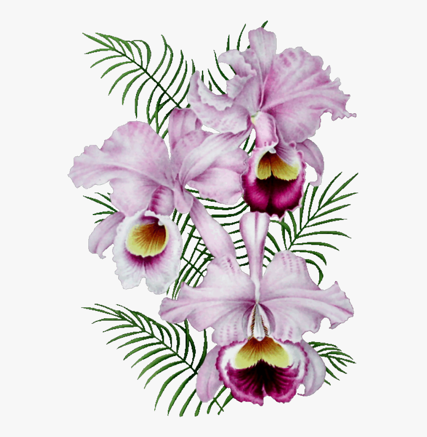 Orchidée Gif